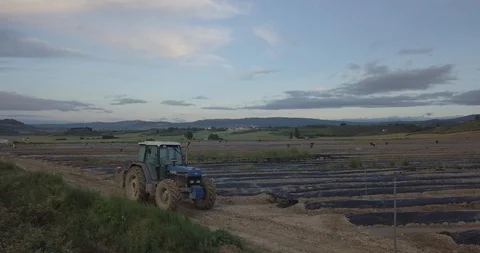 Asparagus Video stock 105421289