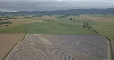 Asparagus Video stock 105421338