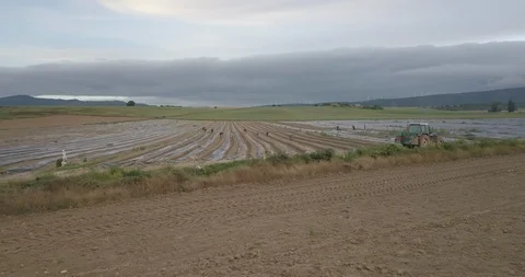 Asparagus Video stock 105421417