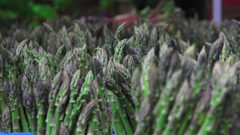 Asparagus Stock Footage 147632303