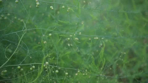 Asparagus fruit swaying in the wind Stock Footage 277480894