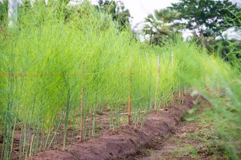 Asparagus is growing in the field. Stock Photos
