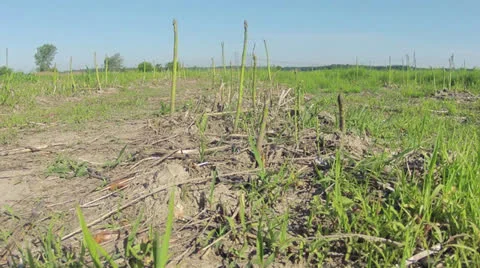 Asparagus growing timelapse 1 Stock Footage 24004098