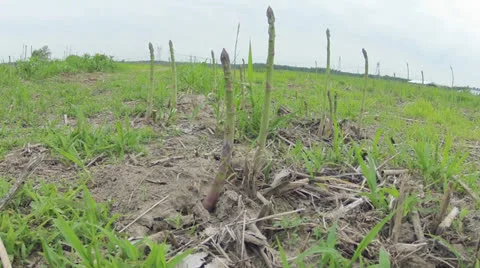 Asparagus growing timelapse 2 Stock Footage 24004084