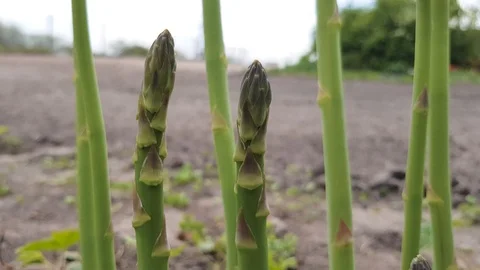 Asparagus grows in the garden 스톡 동영상 89346644