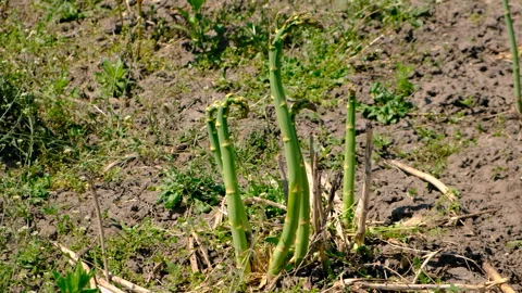 Asparagus grows in the garden. Selective focus. Stock Footage 256967927