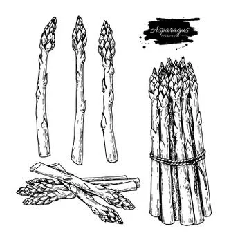 Asparagus hand drawn vector illustration. Isolated Vegetable engraved style.. Stock Illustration