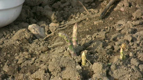 Asparagus harvest Video stock 375276