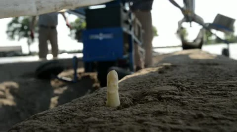 Asparagus harvest Stock-Footage 21243191