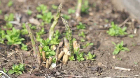 Asparagus harvest Stock Footage 25600934