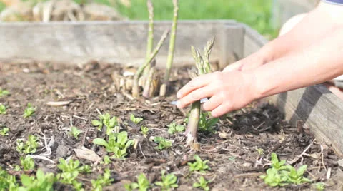 Asparagus harvest Stock Footage 25601371