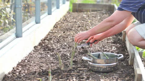Asparagus harvest Stock Footage
