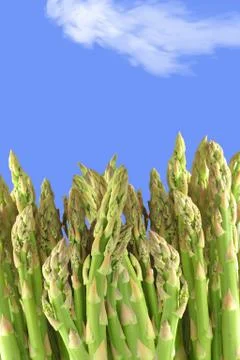 Asparagus Stock Illustration