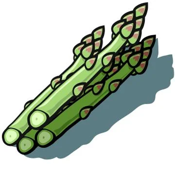 Asparagus Illustrazione stock