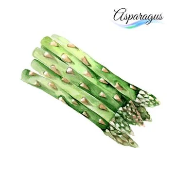 Asparagus Stock Illustration