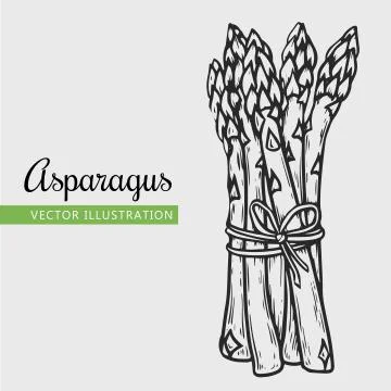 Asparagus Stock-Illustration