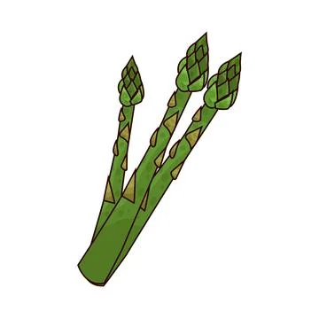 Asparagus illustration Stock Illustration