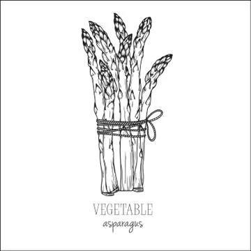 Asparagus isolated on white background. Vector illustration Stock Illustration