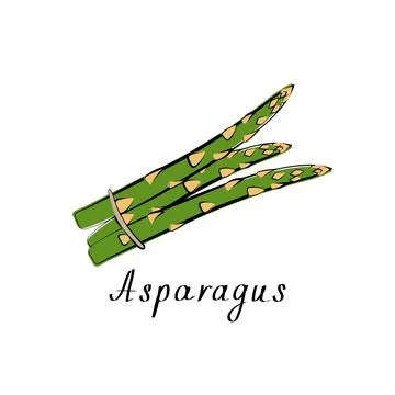 Asparagus logo. Vegetable icon. Vector flat illustration 库存插图