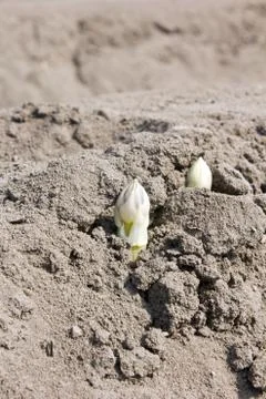 Asparagus Foto stock