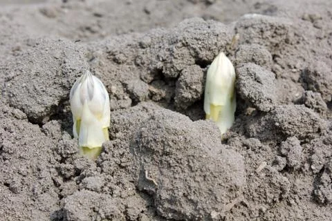 Asparagus Stock Photos