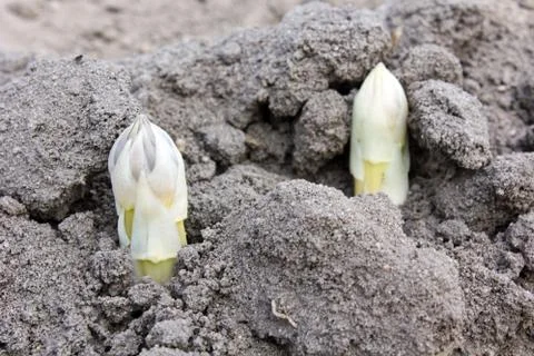 Asparagus Stock Photos