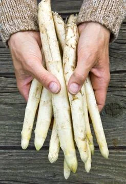 Asparagus Stock Photos