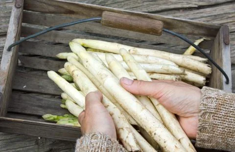 Asparagus Stock Photos