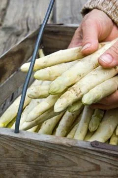 Asparagus Stock Photos