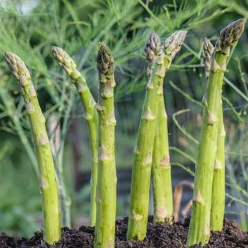 Asparagus Stock Photos