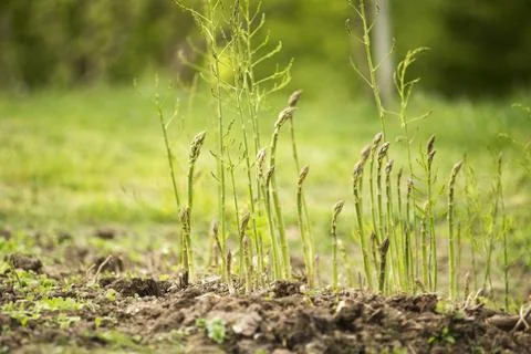 Asparagus Stock Photos