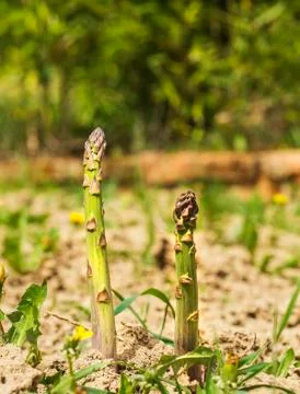 Asparagus Stock Photos