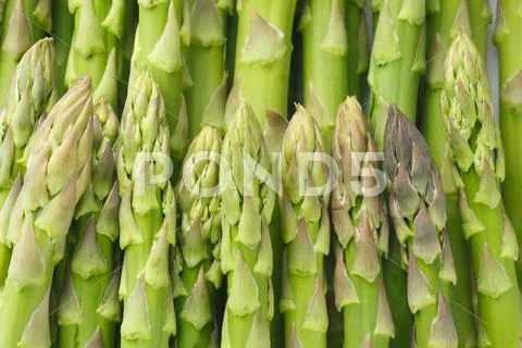 Asparagus Stock Photos