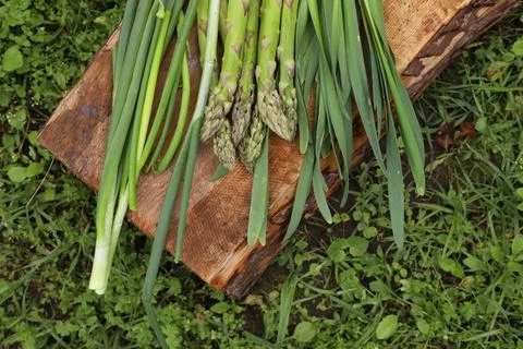 Asparagus Stock Photos