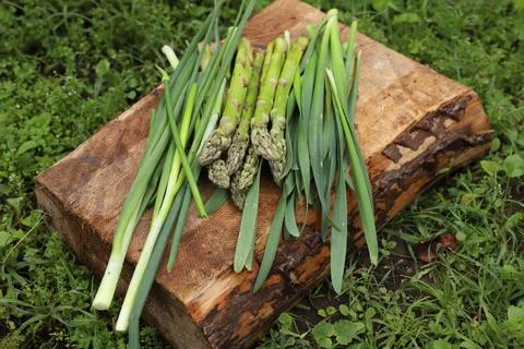 Asparagus Stock Photos