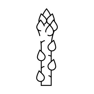 Asparagus plant line icon vector illustration Stock Illustration