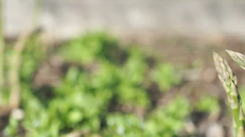 Asparagus plant, point of view Stock Footage 32285489