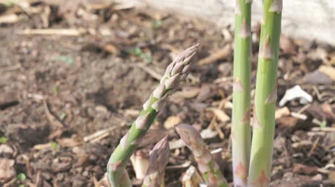 Asparagus plants Stock Footage 24465493