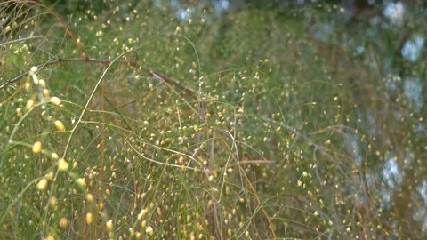Asparagus Plocamoides (Esparragon) branches, close up. Stock Footage 113644553