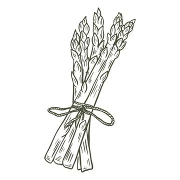 Asparagus pods tied with string sketch Illustrazione stock