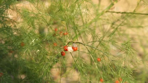 Asparagus seeds Stock Footage 97103673