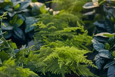 Asparagus setaceus Stock Photos