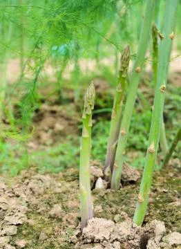Asparagus shoot Stock Photos