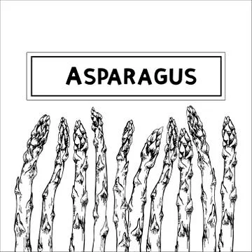 Asparagus with space for text Stock Illustration