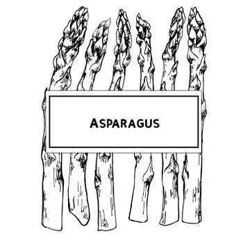 Asparagus with space for text Stock Illustration
