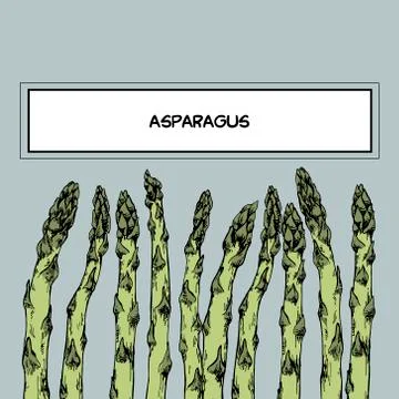 Asparagus with space for text 스톡 일러스트