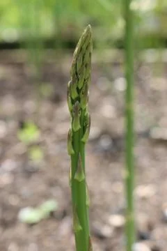 Asparagus spear Stock Photos