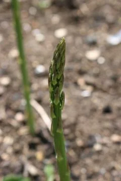 Asparagus spear Stock Photos