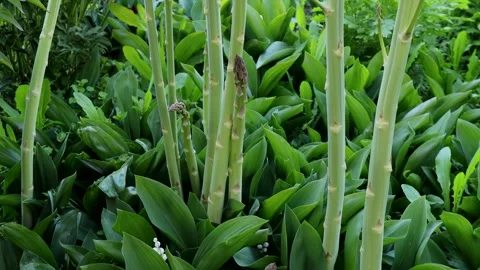 Asparagus spears growing vertically from dense green foliage in vegetable garden Stock Footage 310337173