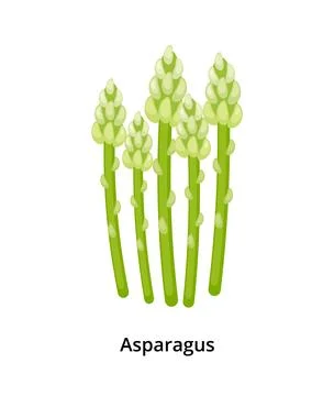 Asparagus sprouts. Stock Illustration